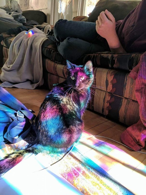 Котик нашел свое волшебное пятно солнечного света