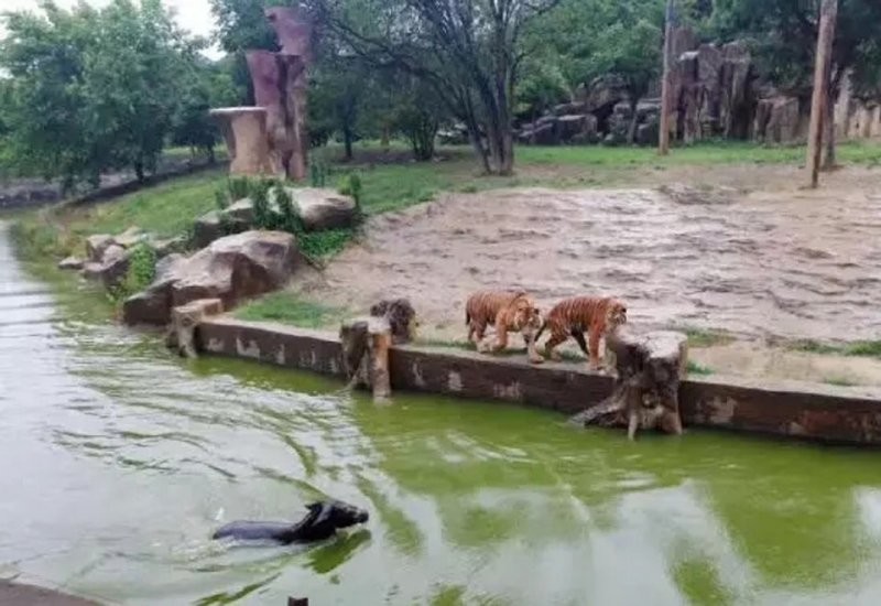 Тиграм в зоопарке скормили живого осла
