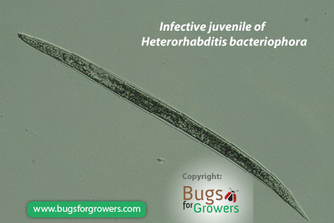 12. Heterorhabditis bacteriophora 