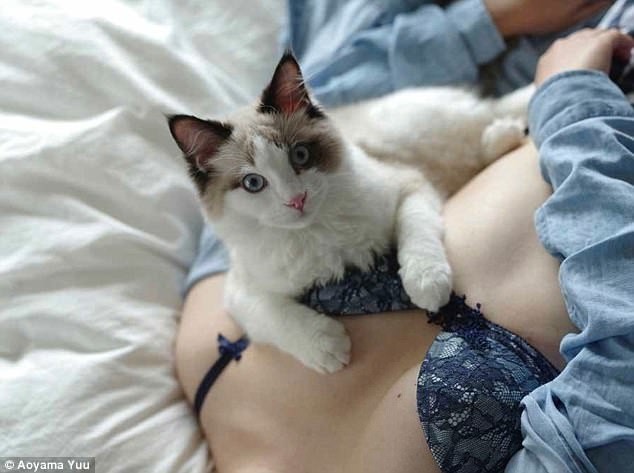 "Котики и груди": Японец выпустил эротический фотоальбом с терапевтическим эффектом