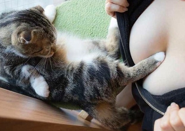 "Котики и груди": Японец выпустил эротический фотоальбом с терапевтическим эффектом