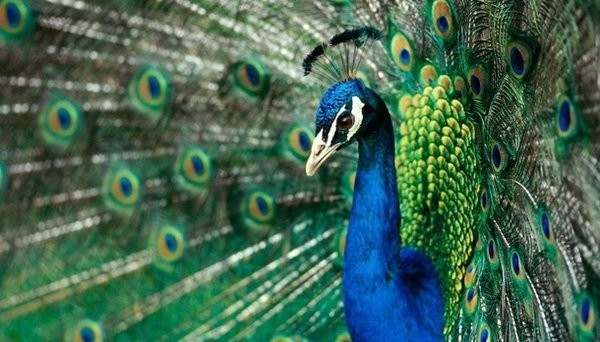 Доказано: мужчины красивее женщин