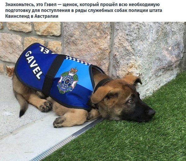 Австралийского пса уволили из полиции за дружелюбие