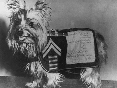 Вы удивитесь, узнав эти исторические факты о миниатюрных собаках