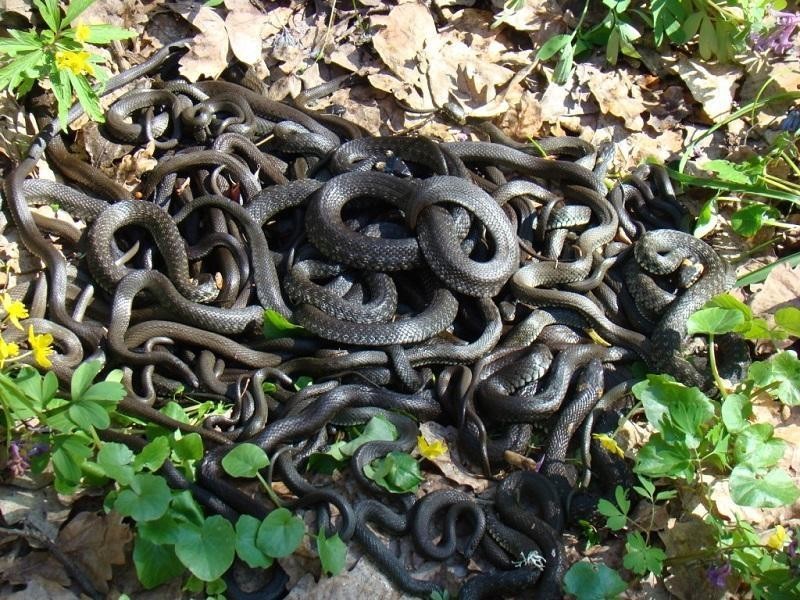 В Дагестане пенсионерка убила 80 змей, облюбовавших ее огород