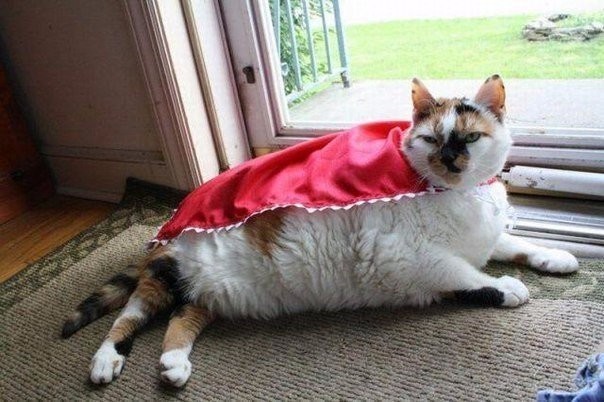 Это не супергерой, просто хозяева кота - редкостные идиоты 