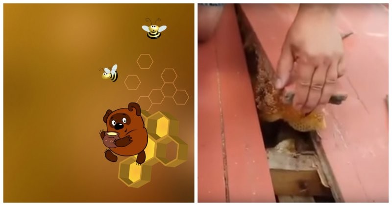  Это были неправильные пчелы! Неожиданный подарок под полом балкона 