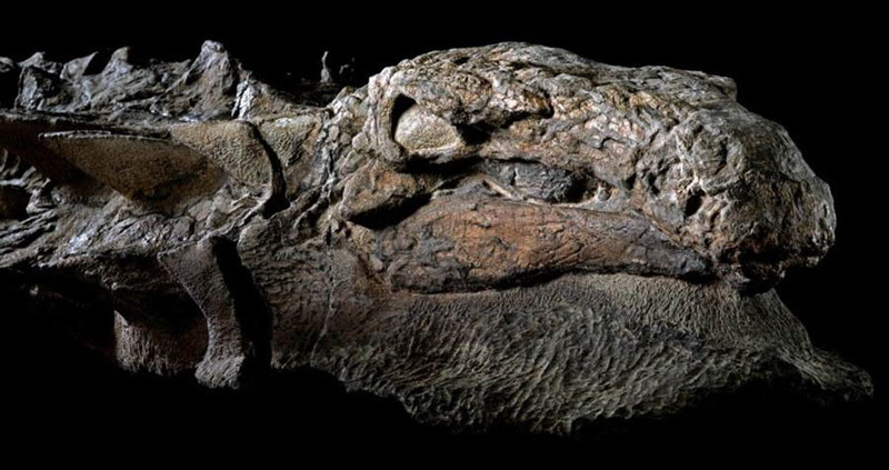 Канадские шахтеры нашли 110-летнюю "мумию" динозавра
