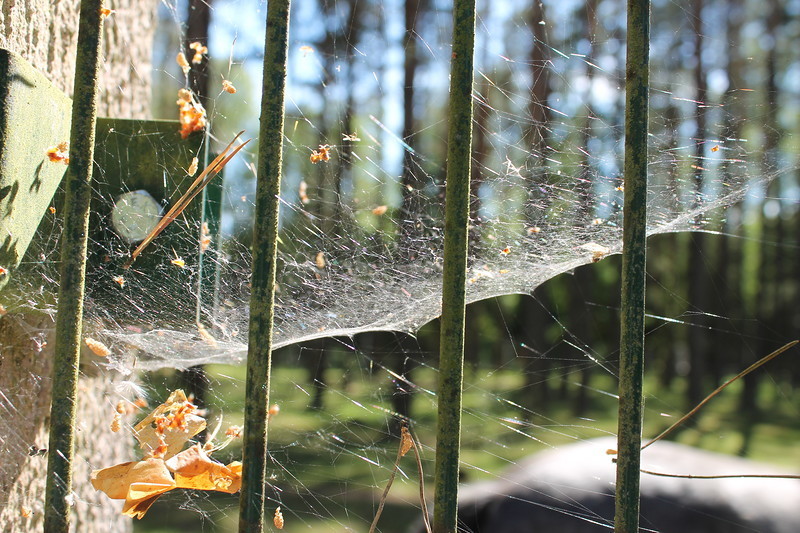 Беловежская пуща и Летний Дед Мороз