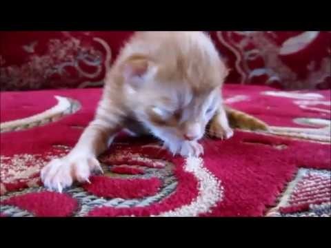 Новорожденный рыжий котёнок 