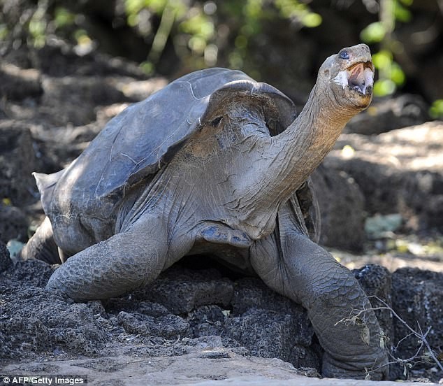 Гигантская черепаха острова Пинта