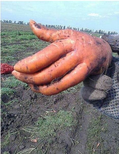 Здравствуйте, я — морковь.