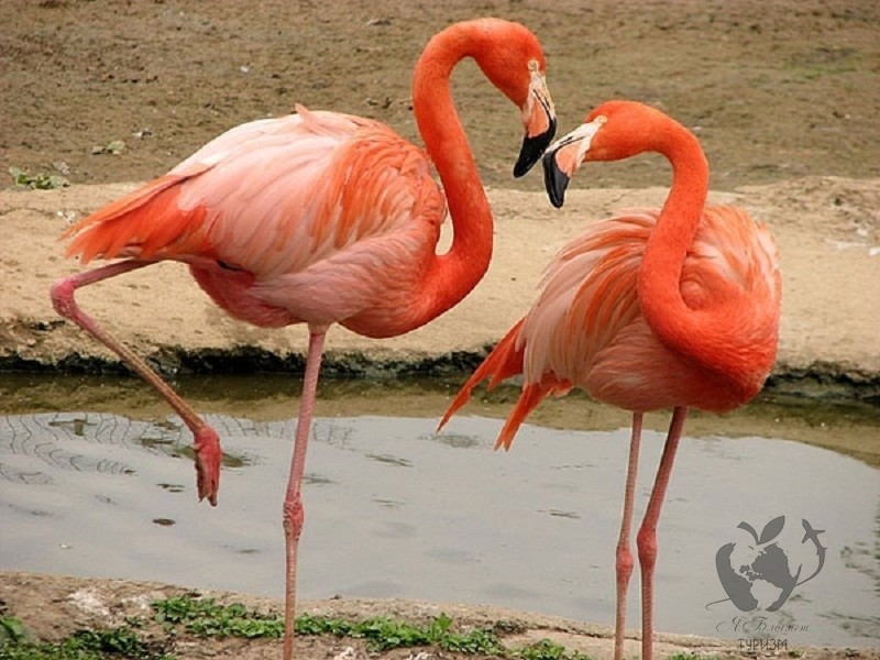 7. Розовый фламинго