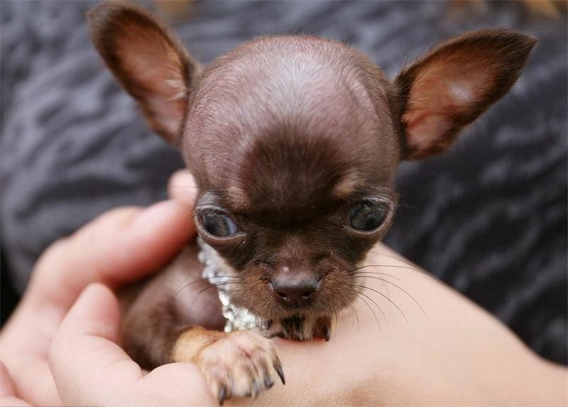 Самая маленькая в мире собака