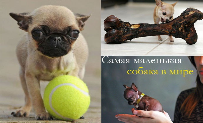 Самая маленькая в мире собака