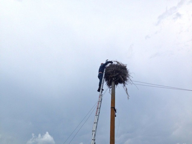 В Брестской области работники МЧС приехали спасти выпавшего из гнезда аиста