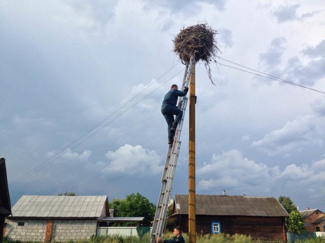 В Брестской области работники МЧС приехали спасти выпавшего из гнезда аиста