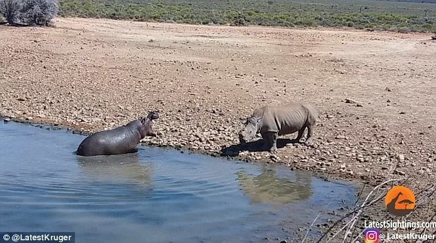 Шок-видео: эпическая битва бегемота с носорогом!