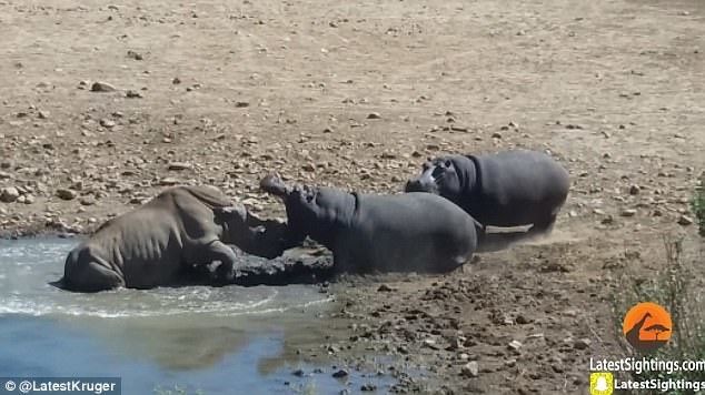 Шок-видео: эпическая битва бегемота с носорогом!