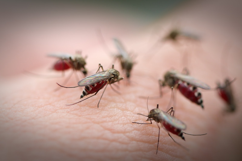 10 действенных «обрядов» для тех, кого достали комары и мошки