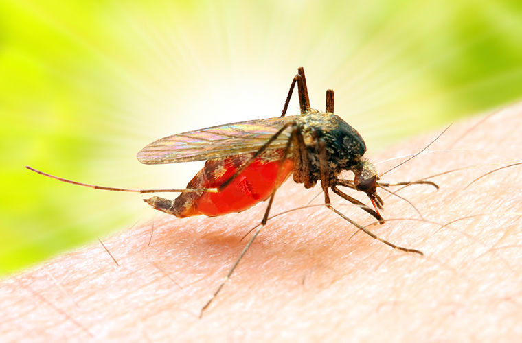 Любопытные факты о комарах