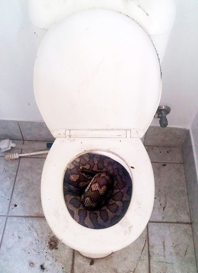 Животное в туалете в Австралии