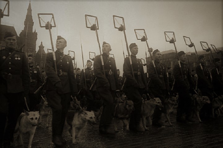 Минеры с собаками минно-розыскной службы на Параде Победы.     