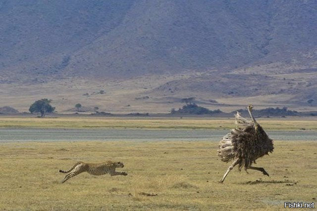 Страусы могут бежать быстрее, чем лошадь, а самец страуса может реветь не хуж...