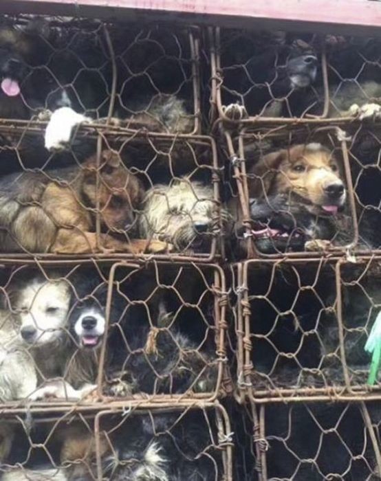В Китае спасли 1000 собак, которых везли на убой
