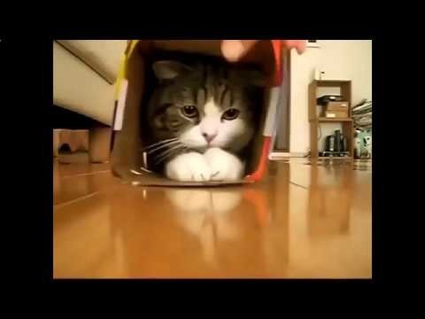 Забавный кот очень любит коробки 