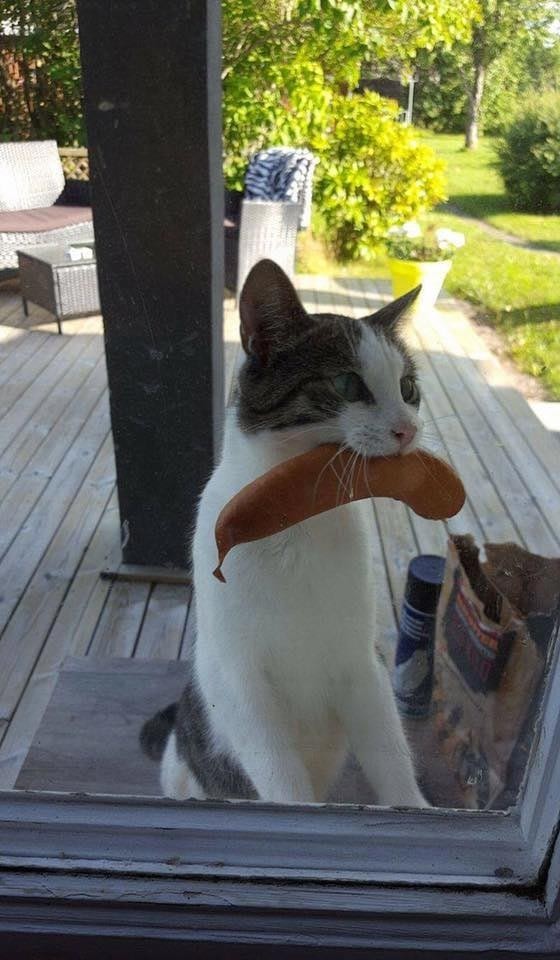 "Кошка вернулась с сосиской, украденной у соседней во время пикника" 