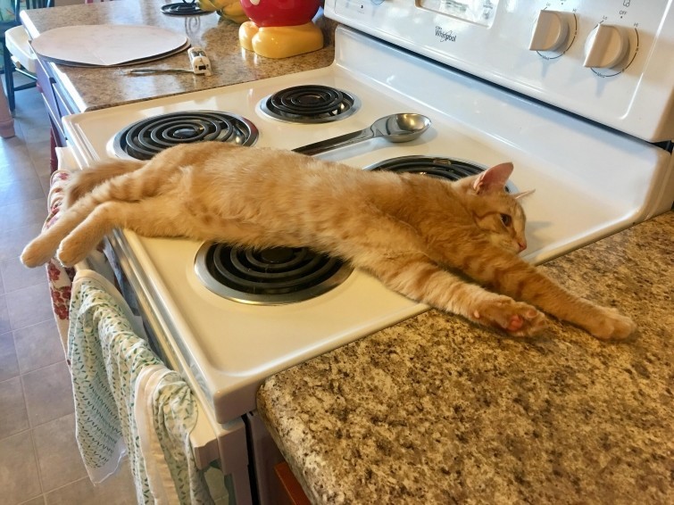 Естественно, духовку разогрели специально для кота