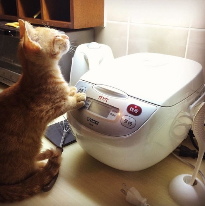   "Мой кот любит сидеть возле работающей рисоварки и вдыхать запах свежесваренного риса" 