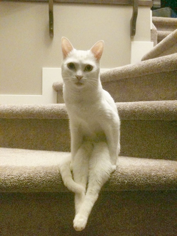 Ничего особенного, просто кошка, которая решила посидеть на лестнице