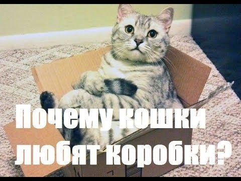 Почему кошки любят коробки?