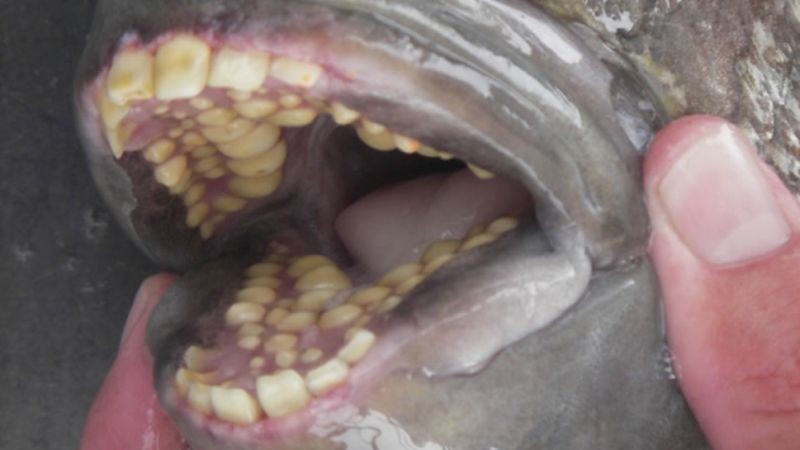 Рыба с зубами человека