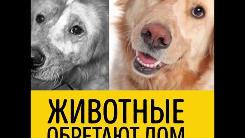 Собаки до и после обретения дома 