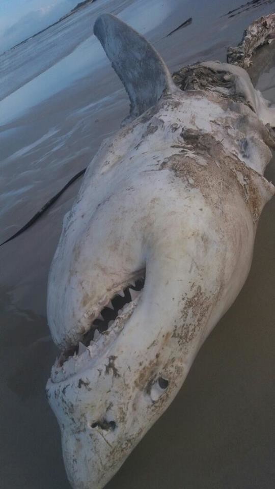 Большим белым акулам у побережья ЮАР приходится несладко