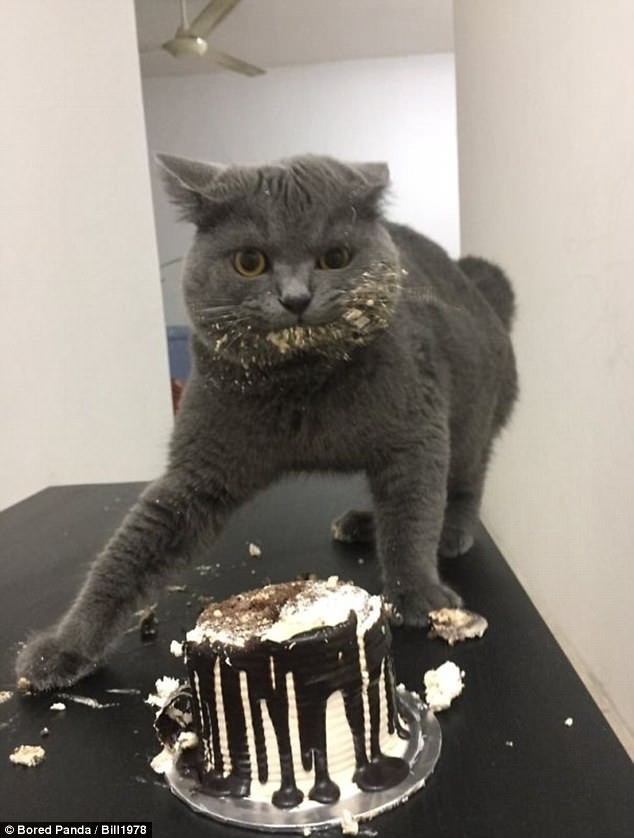 Это не я! Это торт! Он кааак прыгнет!