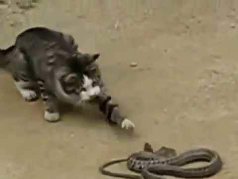 Кот vs змея 