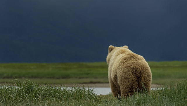 На Аляске 11-летний мальчик спас родственников от медведя
