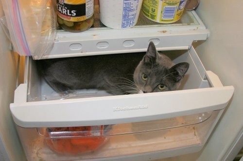 Что там в холодильничке
