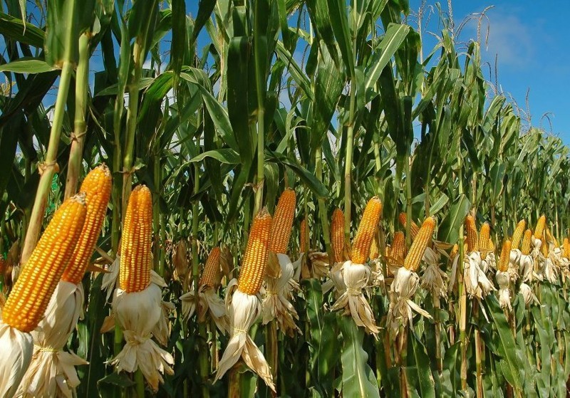 США вывели кукурузу, содержащую генетический код для убийства живых существ