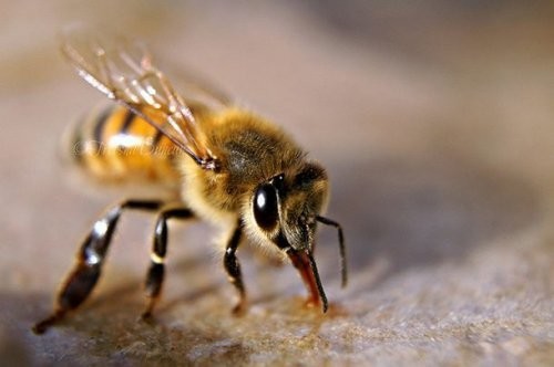 Пчелиный укус может облегчить боль при артрите