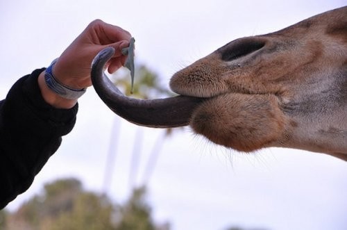  Жирафы могут чистить свои уши собственным языком