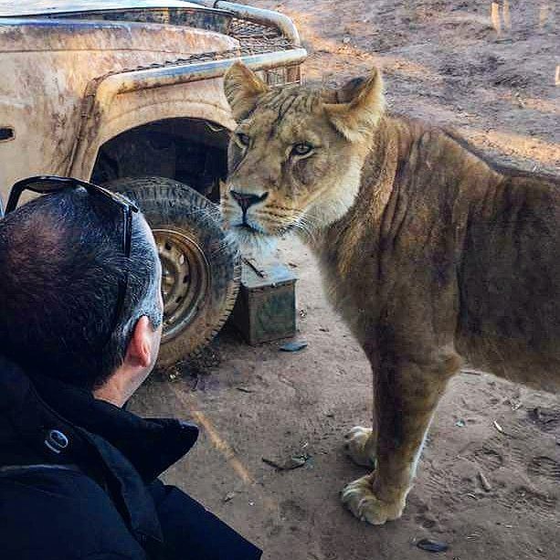 Знакомство с львицей