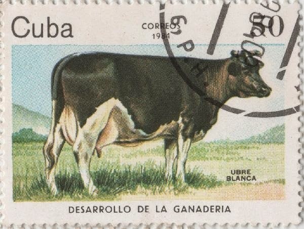 Кубинская почтовая марка с изображением Белого Вымени - коровы, поставившей мировой рекорд по удоям.