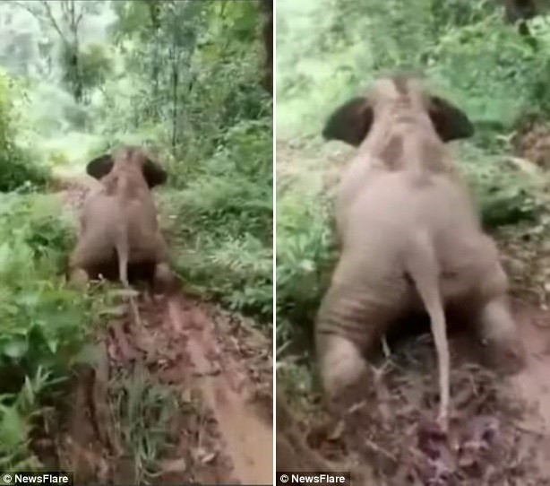 Время развлечений: слоненок опустился на колени и скатился со склона 