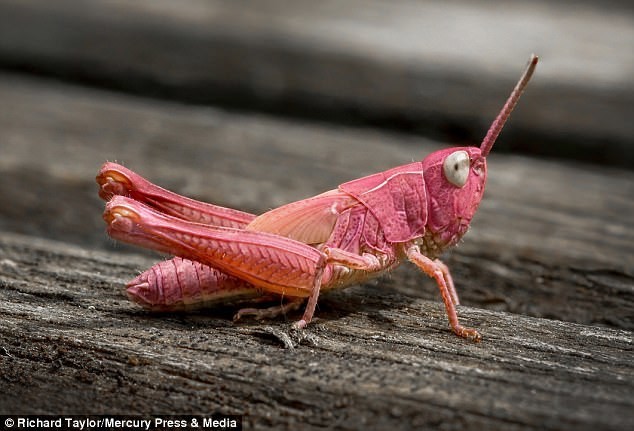 Розовая окраска насекомого вызвана эритризмом - редкой генетической мутацией, при которой снижена выработка нормального пигмента и повышена выработка красного