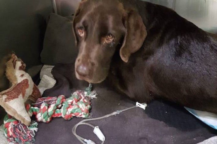 Собака, пропавшая без вести, через месяц нашлась в колодце за полмили от дома